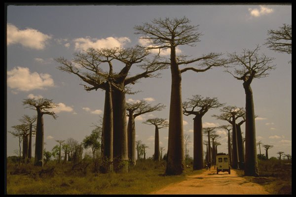 482094 Giant Baobab Grove, Madagascar Island A4 Photo Print