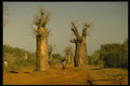 482095 Baobab In The Southwest, Madagascar Island A4 Photo Print