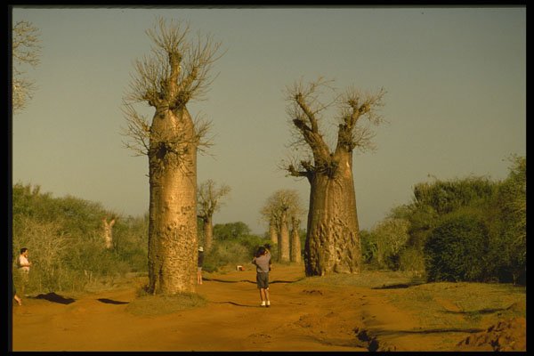 482095 Baobab In The Southwest, Madagascar Island A4 Photo Print