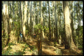 482096 Perinet Natural Reserve, Madagascar Island A4 Photo Print
