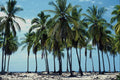 482097 Coconut Palms A4 Photo Print