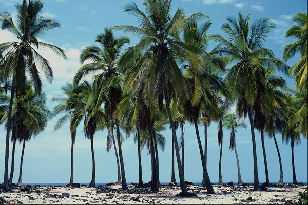 482097 Coconut Palms A4 Photo Print