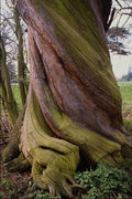 482099 Old Tree Trunk, Britain A4 Photo Print