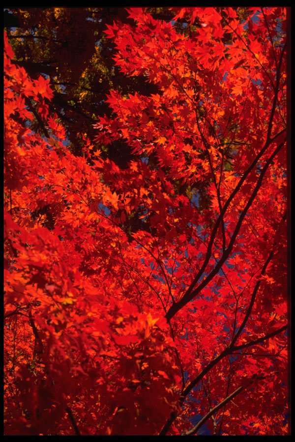 483003 Autumn Landscape A4 Photo Print