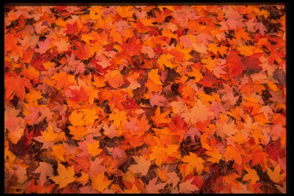 483004 Autumn Landscape A4 Photo Print