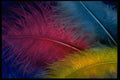 483011 Colored Feathers A4 Photo Print