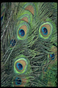 483015 Color Harmony A4 Photo Print