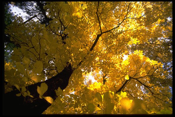 483031 Large Maple Tree In The Fall A4 Photo Print