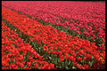 483049 Bulb Fields Of Holland A4 Photo Print