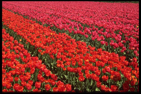 483049 Bulb Fields Of Holland A4 Photo Print