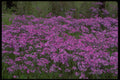 483068 Patch Of Wild Vorbenia In East Texas A4 Photo Print