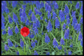 483071 Tulip With Hyacinth A4 Photo Print