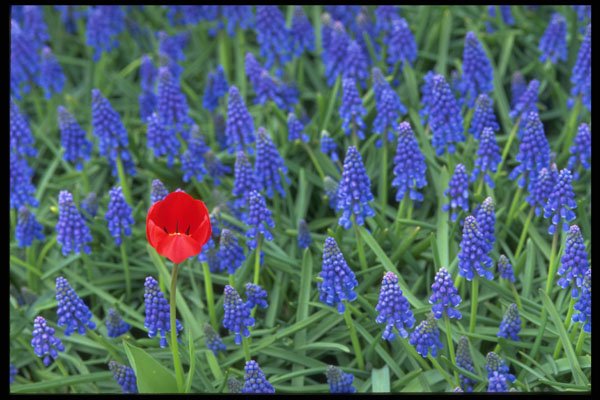 483071 Tulip With Hyacinth A4 Photo Print