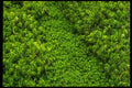 483072 Moss A4 Photo Print