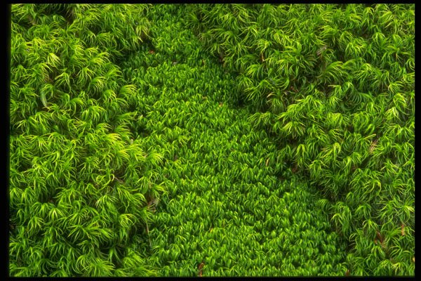 483072 Moss A4 Photo Print