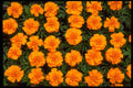 483073 Marigolds A4 Photo Print