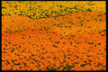 483074 Marigolds A4 Photo Print