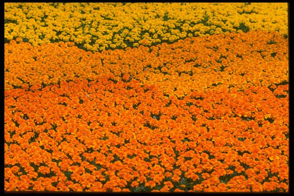 483074 Marigolds A4 Photo Print