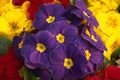 483076 Primula Flower A4 Photo Print