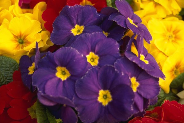 483076 Primula Flower A4 Photo Print