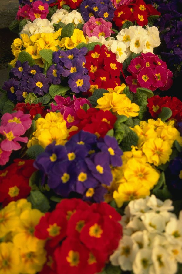 483077 Primula Flower A4 Photo Print