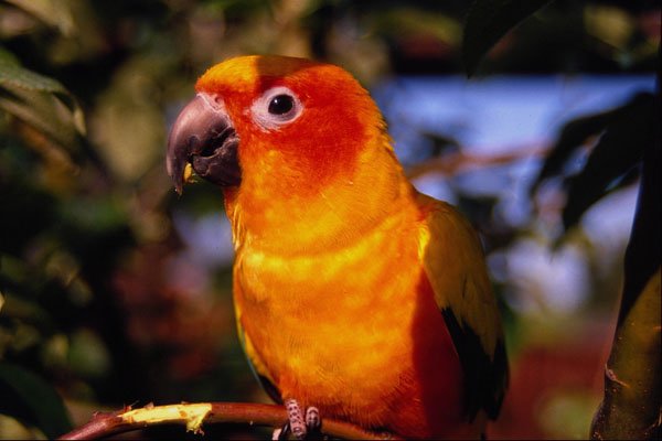 483078 Sun Conure A4 Photo Print