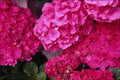 483080 Hydrangea A4 Photo Print