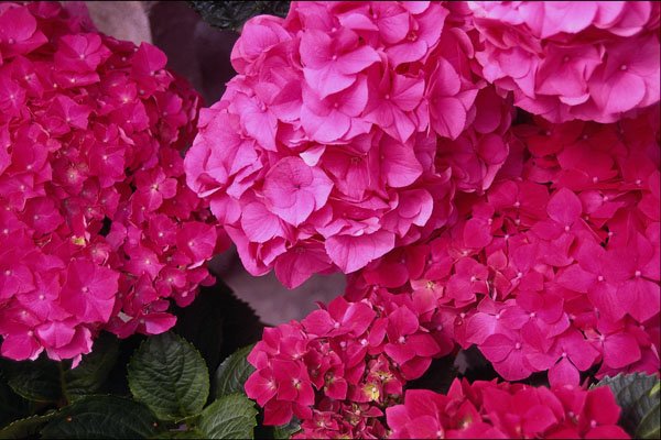 483080 Hydrangea A4 Photo Print