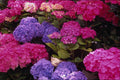 483081 Hydrangea A4 Photo Print