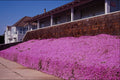 483082 Along Cliff Road, Santa Cruz, California A4 Photo Print