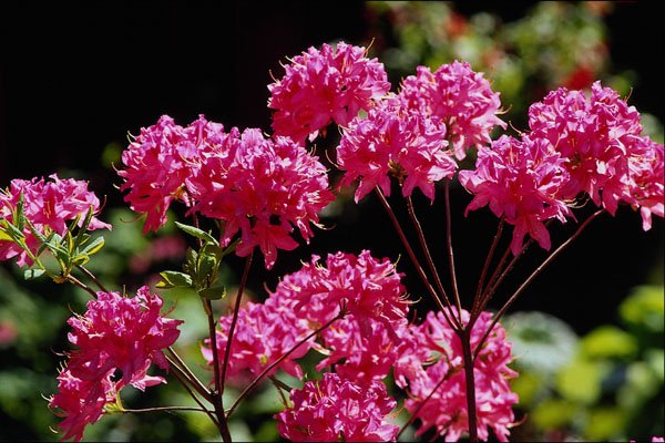483085 Rhododendrons, Quebec, Canada A4 Photo Print