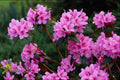 483086 Rhododendrons, Quebec, Canada A4 Photo Print