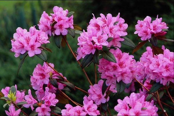 483086 Rhododendrons, Quebec, Canada A4 Photo Print
