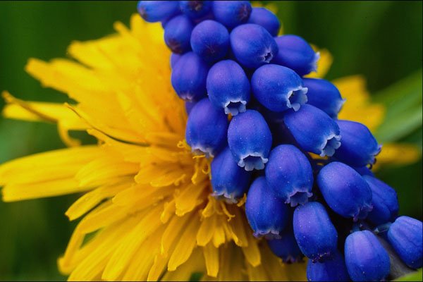 483087 Dandelions And Muscari, Quebec, Canada A4 Photo Print