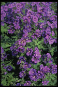 483091 Tchucrium A4 Photo Print