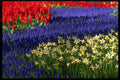 483098 Daffodils, Hyacinth And Tulips A4 Photo Print