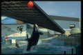 484015 Marineland, Niagara Falls A4 Photo Print
