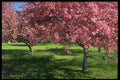 484016 In Full Bloom, Niagara Falls A4 Photo Print