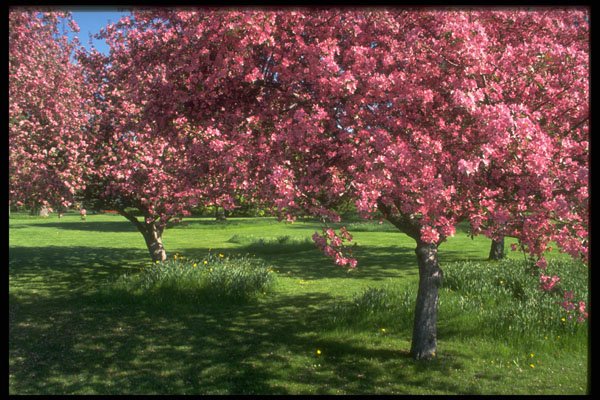 484016 In Full Bloom, Niagara Falls A4 Photo Print