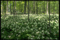 484018 A Field Of Trilliums, Niagara Falls A4 Photo Print