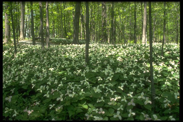 484018 A Field Of Trilliums, Niagara Falls A4 Photo Print