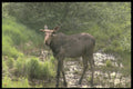 484019 Moose Feeding In Algonquin Park A4 Photo Print