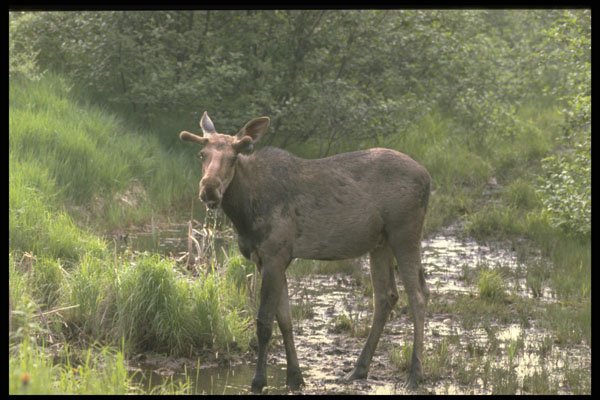 484019 Moose Feeding In Algonquin Park A4 Photo Print