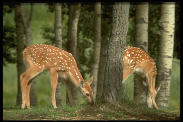 484037 Park Wildlife, Ottawa A4 Photo Print