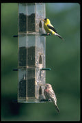 484040 Goldfinch And Sparrow At Birdfeeder A4 Photo Print