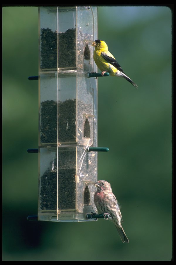 484040 Goldfinch And Sparrow At Birdfeeder A4 Photo Print
