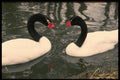 484048 Pair Of Black necked Swans, Peterborough A4 Photo Print