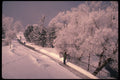 484061 Hoar Frost On Trees Near Ottawa River A4 Photo Print