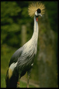 484070 Graceful Crested Crane, Toronto Zoo A4 Photo Print