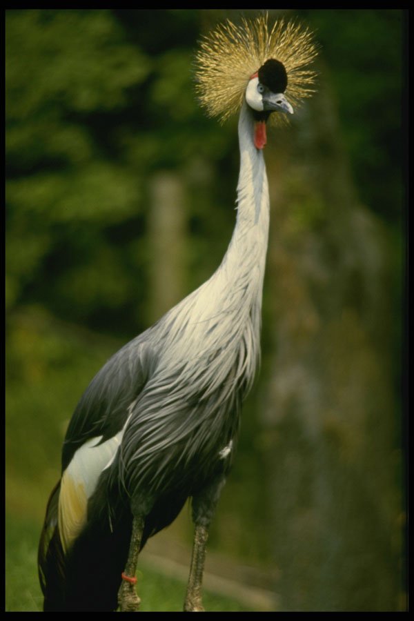 484070 Graceful Crested Crane, Toronto Zoo A4 Photo Print